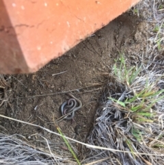 Aprasia parapulchella (Pink-tailed Worm-lizard) at Molonglo River Reserve - 12 Sep 2017 by RichardMilner