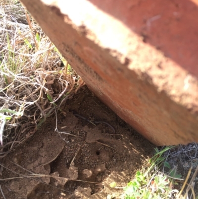 Aprasia parapulchella (Pink-tailed Worm-lizard) at Denman Prospect, ACT - 12 Sep 2017 by RichardMilner