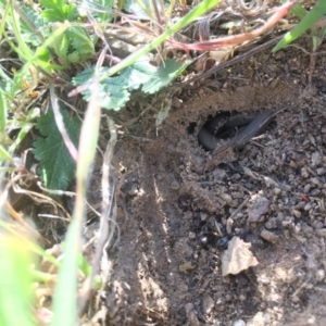 Aprasia parapulchella at Molonglo River Reserve - 13 Sep 2017