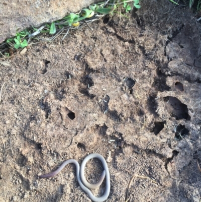 Aprasia parapulchella (Pink-tailed Worm-lizard) at Block 402 - 12 Sep 2017 by RichardMilner