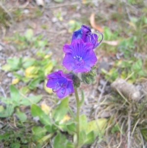 Echium plantagineum at Chifley, ACT - 12 Sep 2017 12:42 PM