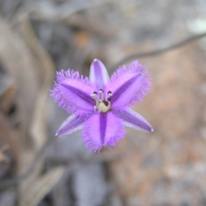 Thysanotus patersonii at Chifley, ACT - 12 Sep 2017