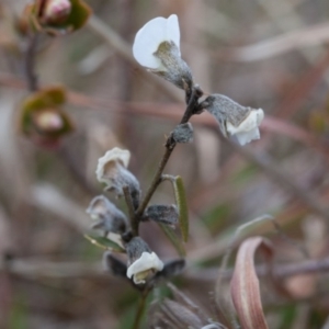 Hovea heterophylla at Murrumbateman, NSW - 13 Sep 2017