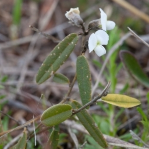 Hovea heterophylla at Murrumbateman, NSW - 13 Sep 2017