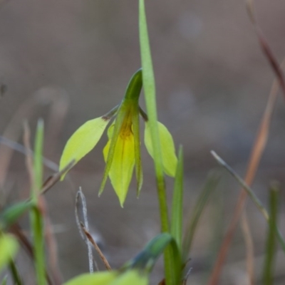 Diuris chryseopsis (Golden Moth) at Murrumbateman, NSW - 13 Sep 2017 by SallyandPeter