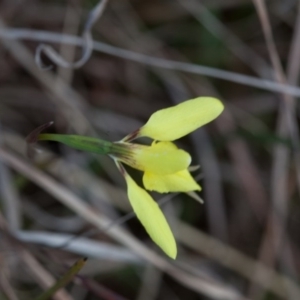 Diuris chryseopsis at Murrumbateman, NSW - 13 Sep 2017