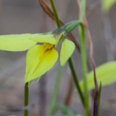 Diuris chryseopsis at Murrumbateman, NSW - 13 Sep 2017