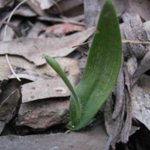 Glossodia major at Lade Vale, NSW - 12 Sep 2017