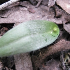 Glossodia major at Lade Vale, NSW - 12 Sep 2017