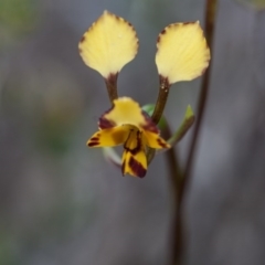 Diuris pardina (Leopard Doubletail) at Murrumbateman, NSW - 13 Sep 2017 by SallyandPeter