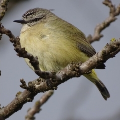 Acanthiza chrysorrhoa (Yellow-rumped Thornbill) at Griffith Woodland - 9 Sep 2017 by roymcd