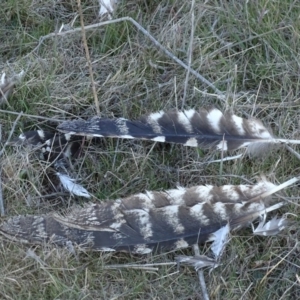 Podargus strigoides at Red Hill, ACT - 10 Sep 2017 04:47 PM