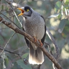 Manorina melanocephala (Noisy Miner) at Red Hill, ACT - 11 Sep 2017 by roymcd