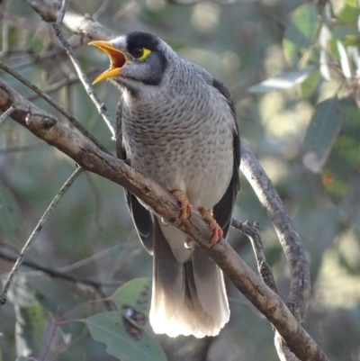 Manorina melanocephala (Noisy Miner) at Red Hill Nature Reserve - 11 Sep 2017 by roymcd