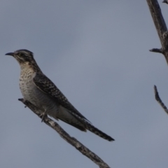 Cacomantis pallidus (Pallid Cuckoo) at Garran, ACT - 13 Sep 2017 by roymcd