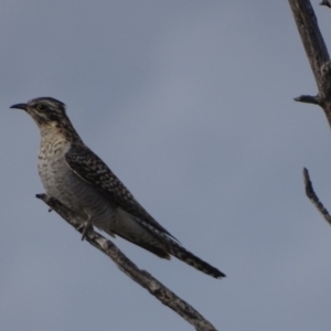 Cacomantis pallidus at Garran, ACT - 13 Sep 2017