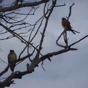 Falco cenchroides at Red Hill, ACT - 13 Sep 2017