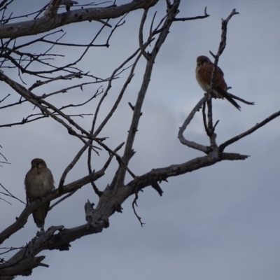 Falco cenchroides (Nankeen Kestrel) at Red Hill, ACT - 13 Sep 2017 by roymcd