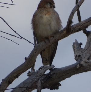 Falco cenchroides at Red Hill, ACT - 13 Sep 2017 05:29 PM