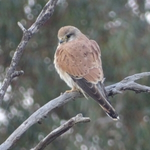 Falco cenchroides at Red Hill, ACT - 13 Sep 2017