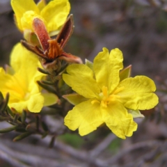 Hibbertia calycina (Lesser Guinea-flower) at Mount Taylor - 12 Sep 2017 by MatthewFrawley