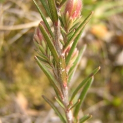 Hibbertia calycina at Kambah, ACT - 12 Sep 2017