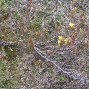 Hibbertia calycina at Kambah, ACT - 12 Sep 2017 01:06 PM