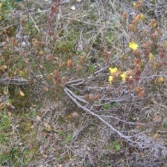 Hibbertia calycina at Kambah, ACT - 12 Sep 2017