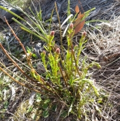 Stackhousia monogyna (Creamy Candles) at Mount Majura - 10 Sep 2017 by WalterEgo