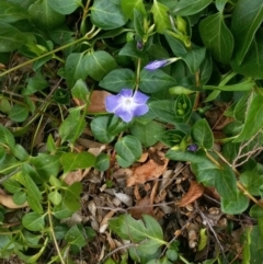 Vinca major (Blue Periwinkle) at Hughes Garran Woodland - 11 Sep 2017 by ruthkerruish