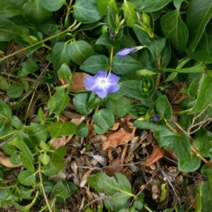 Vinca major at Garran, ACT - 12 Sep 2017 12:00 AM