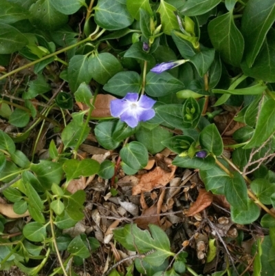 Vinca major (Blue Periwinkle) at Red Hill to Yarralumla Creek - 11 Sep 2017 by ruthkerruish