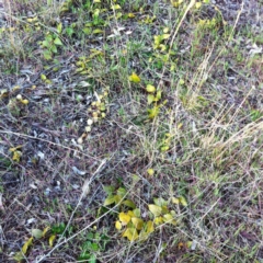 Vinca major at Garran, ACT - 12 Sep 2017 12:00 AM