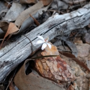 Caladenia fuscata at Cook, ACT - 14 Sep 2017