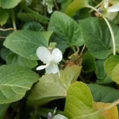 Viola odorata (Sweet Violet, Common Violet) at Isaacs, ACT - 14 Sep 2017 by Mike