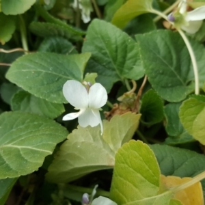 Viola odorata at Isaacs, ACT - 14 Sep 2017