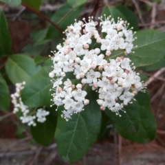 Viburnum tinus (Laurustinus) at Isaacs, ACT - 14 Sep 2017 by Mike