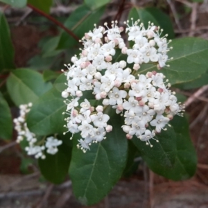 Viburnum tinus at Isaacs Ridge - 14 Sep 2017