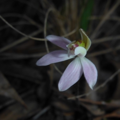 Caladenia fuscata (Dusky Fingers) at O'Connor, ACT - 14 Sep 2017 by JanetRussell