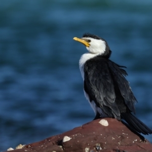 Microcarbo melanoleucos at Bar Beach, Merimbula - 14 Sep 2017