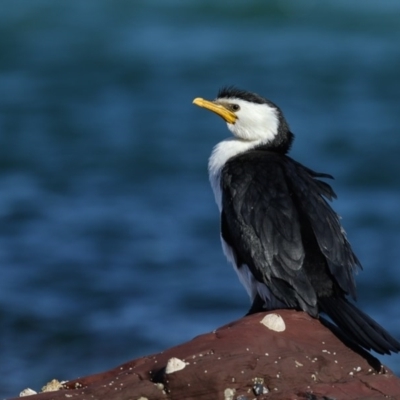 Microcarbo melanoleucos (Little Pied Cormorant) at Bar Beach, Merimbula - 13 Sep 2017 by Leo