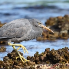 Egretta sacra (Eastern Reef Egret) at Bar Beach, Merimbula - 14 Sep 2017 by Leo