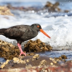 Haematopus fuliginosus (Sooty Oystercatcher) at Bar Beach, Merimbula - 14 Sep 2017 by Leo