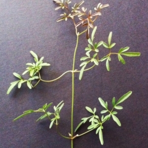 Clematis leptophylla at Hughes, ACT - 13 Sep 2017 12:00 AM