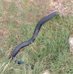 Pseudechis porphyriacus (Red-bellied Black Snake) at McQuoids Hill - 13 Sep 2017 by HelenCross