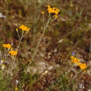 Chrysocephalum semipapposum at Conder, ACT - 1 Dec 1999