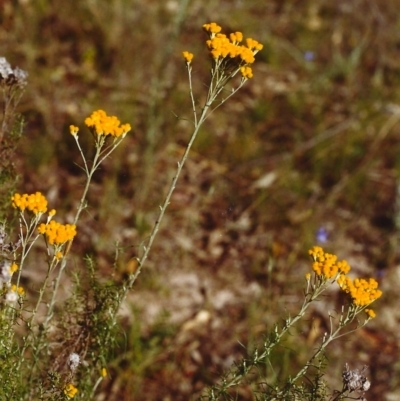 Chrysocephalum semipapposum (Clustered Everlasting) at Conder, ACT - 30 Nov 1999 by michaelb