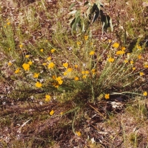 Chrysocephalum semipapposum at Conder, ACT - 1 Dec 1999