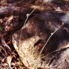 Euchiton japonicus (Creeping Cudweed) at Tuggeranong Hill - 3 Mar 2000 by michaelb