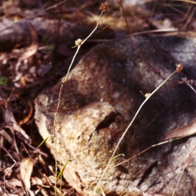 Euchiton japonicus (Creeping Cudweed) at Tuggeranong Hill - 3 Mar 2000 by michaelb